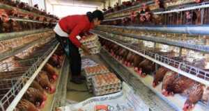 Protes Harga Anjlok, Peternak Bagi-Bagi 8.000 Ayam