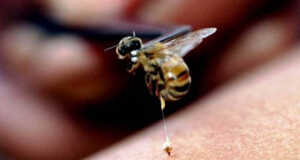 Pria Singapura Tewas Tersengat Tawon Saat Petik Rambutan