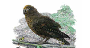 Ilmuan Temukan Burung Beo Setinggi 1 Meter dan Berat 7 Kg