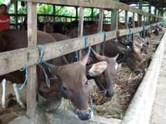 Kemenag Kepri: Pejabat Jangan Pelit, Ikutlah Berkurban Hewan Kurban