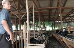 Syarat Kurban Idul Adha di Batam, Panitia Dibatasi, Petugas Harus Pakai APD Hewan Kurban