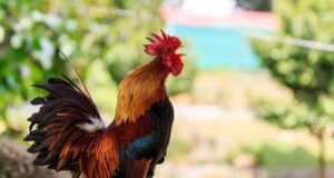 Wanita di Australia Tewas Dipatuk Ayam Jantan Peliharaan