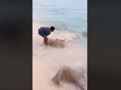 Video Heboh, Cewek Ini Santai Beri Makan Ikan Pari di Pantai