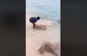 Video Heboh, Cewek Ini Santai Beri Makan Ikan Pari di Pantai