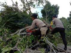 Rumah Tertimpa Pohon, Warga Tanjungpinang Rugi Rp30 Juta