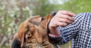 Wanita di AS Tewas Digigit Anjing Peliharaan