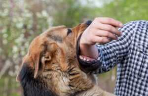 Wanita di AS Tewas Digigit Anjing Peliharaan