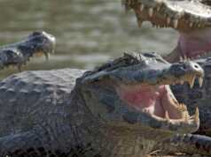 WNI Hilang di Malaysia Ditemukan Dalam Perut Buaya