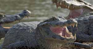 WNI Hilang di Malaysia Ditemukan Dalam Perut Buaya