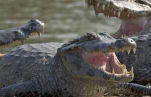 WNI Hilang di Malaysia Ditemukan Dalam Perut Buaya