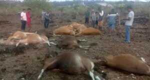 14 Ekor Sapi Mati Tersambar Petir di Kupang