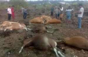 14 Ekor Sapi Mati Tersambar Petir di Kupang