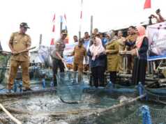 Bupati Bintan Panen 1 Ton Ikan Kerapu Macan di Desa Mantang Bupati Bintan Panen Ikan Kerapu