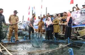 Bupati Bintan Panen 1 Ton Ikan Kerapu Macan di Desa Mantang Bupati Bintan Panen Ikan Kerapu