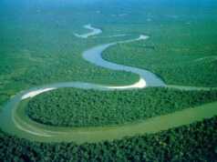 Kapal Turis Terbalik di Sungai Amazon, 18 Orang Tewas, 30 Hilang Hutan Amazon