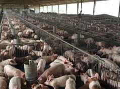 Heboh Anggaran Pengadaan Babi Rp9 Juta/Ekor di Kementan Anggaran pengadaan babi