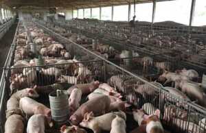 Anggaran pengadaan babi