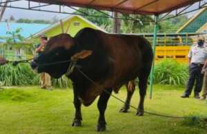 Presiden Jokowi Sumbang Seekor Sapi Jenis Limosin untuk Bintan Presiden Jokowi Kurban