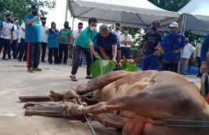 BP Batam Salurkan Daging Kurban untuk Panti Asuhan, Masjid dan Pegawai Outsourcing Hewan kurban