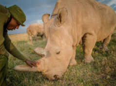 Badak Sumatra di Malaysia Punah, Ilmuwan Pertimbangkan Teknologi Kloning Badak Sumatra