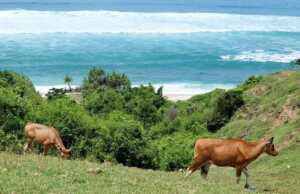 Dua Hari Berlibur di Lombok, Memandang Laut dari Bukit Gundul hingga Pantai Ajaib Merah Jambu Lombok Bukit Gundul