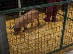 Ditanami Komputer, Babi Elon Musk Sehat dan Bahagia Babi Ditanami Komputer