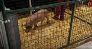 Ditanami Komputer, Babi Elon Musk Sehat dan Bahagia Babi Ditanami Komputer