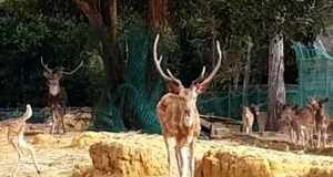 Akhir Pekan, Yuk Ikut Acara Seru Bareng Komunitas di Taman Rusa Taman Rusa