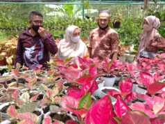 Kabar Gembira, Akan Ada Flower Festival di Batam Flower Festival di Batam