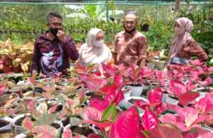 Kabar Gembira, Akan Ada Flower Festival di Batam Flower Festival di Batam