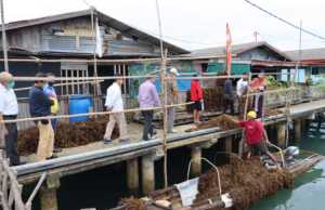 PLN Batam Angkat Ekonomi Warga Kepulauan, Salurkan 100 Keramba Apung dan 3,7 Ton Bibit Rumput Laut PLN Batam