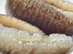 Teripang Dapat Mengobati Penderita Sakit Jantung dan Kanker