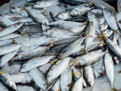 Nilai Ekspor Perikanan Batam Capai Rp187,8 Miliar Ikan