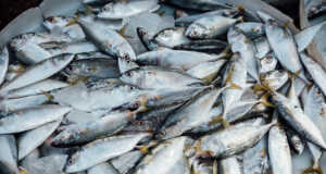 Nilai Ekspor Perikanan Batam Capai Rp187,8 Miliar Ikan