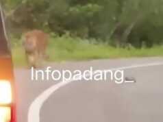 Viral, Seekor Harimau Sumatera Melintas di Jalan Raya Seekor Harimau