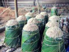 Pemerintah Ingin Gantikan BBM dengan Biofuel dari Sagu biofuel dari sagu