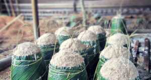 Pemerintah Ingin Gantikan BBM dengan Biofuel dari Sagu biofuel dari sagu