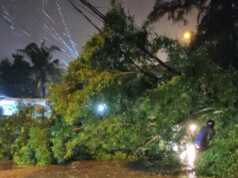 Hati-hati! Hujan Deras di Batam, Sejumlah Pohon Tumbang Pohon Tumbang