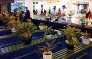 Kontes dan Pameran Tanaman Hias Diminati Warga Batam Pameran Tanaman Hias