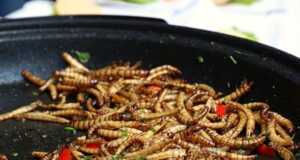 Ulat Hong Kong Jadi Santapan di Eropa Ulat Hong Kong