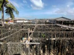 Budidayakan Rumput Laut, Amat Belanda Jadi Kampung Tangguh Amat Belanda Kampung Tangguh