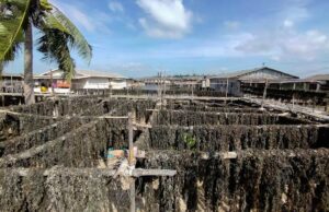 Budidayakan Rumput Laut, Amat Belanda Jadi Kampung Tangguh Amat Belanda Kampung Tangguh