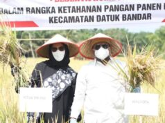 Tingkatkan Ketahanan Pangan, Walikota Syahrial Panen Perdana Walikota Syahrial Panen Perdana