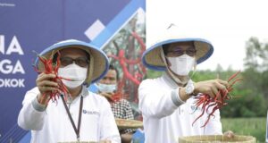 Pakai Teknologi Proliga, Petani Setokok Panen Cabai 20 Ton Teknologi Proliga