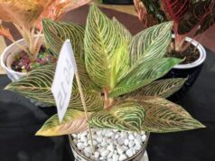 Ada Aglonema Golden Hope di Kontes Aroid dan Orchid Batam Aglonema Golden Hope