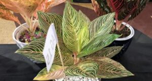 Ada Aglonema Golden Hope di Kontes Aroid dan Orchid Batam Aglonema Golden Hope
