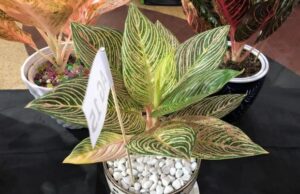 Ada Aglonema Golden Hope di Kontes Aroid dan Orchid Batam Aglonema Golden Hope