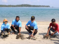 Pramuka dan Epson Dukung Konservasi Penyu di Pulau Karas Kecil Konservasi Penyu Pulau Karas