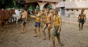 Warga India Pakai Kotoran Sapi untuk Tangkal Covid-19, Berhasilkah? Kotoran Sapi India