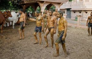 Warga India Pakai Kotoran Sapi untuk Tangkal Covid-19, Berhasilkah? Kotoran Sapi India